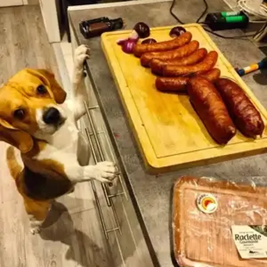 Gordon, beagle et Chief Happiness Officer de The Wise Beagle